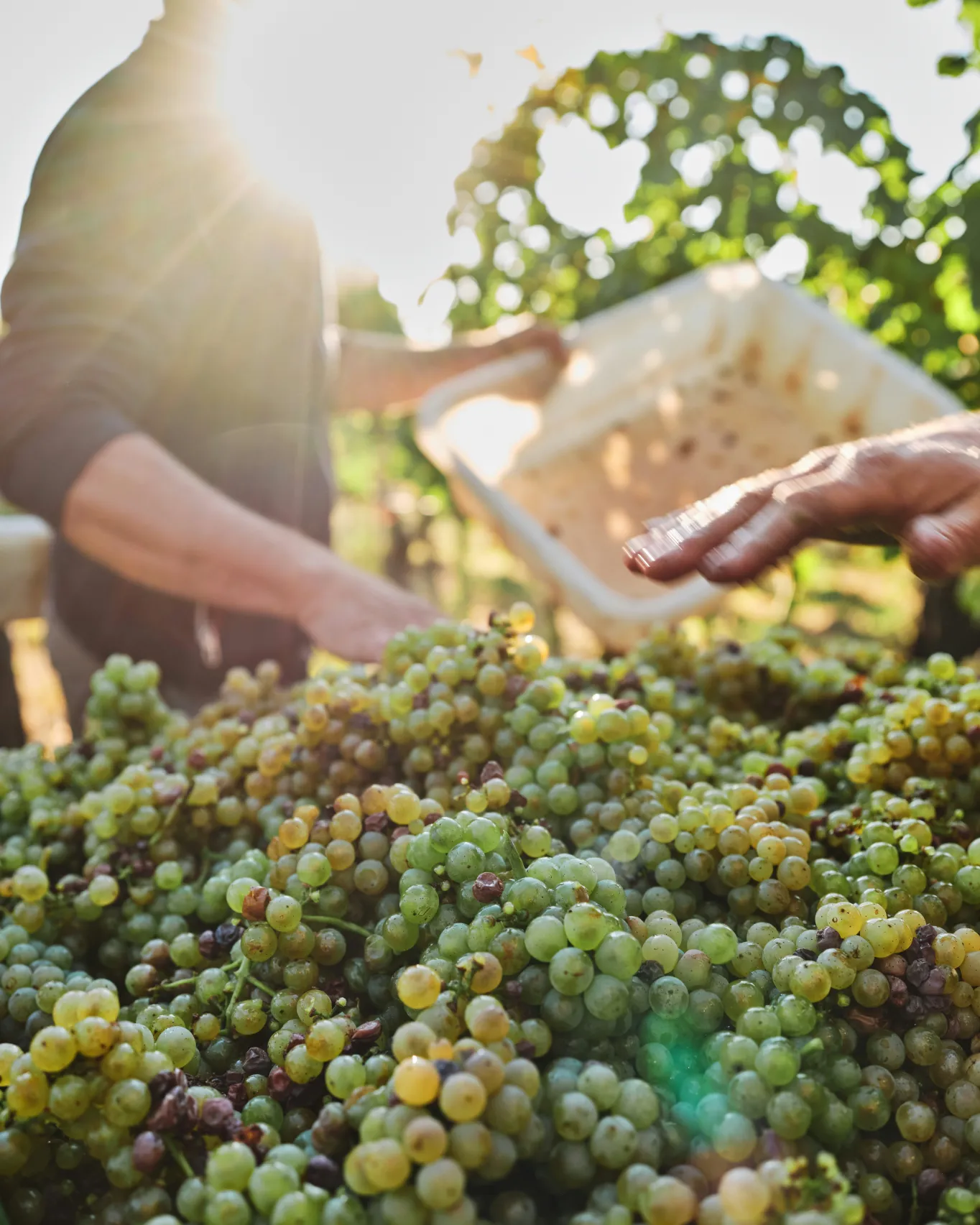 A walk through the vines with the grower