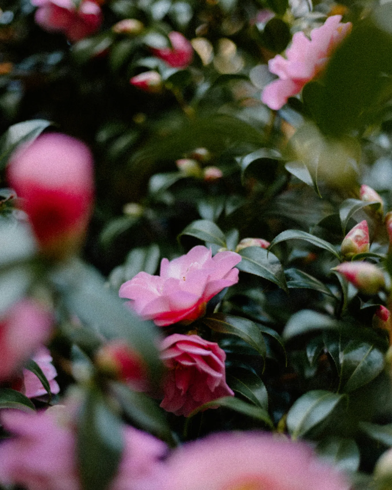 Villa gardens in bloom